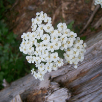 Achillea millefolium flower